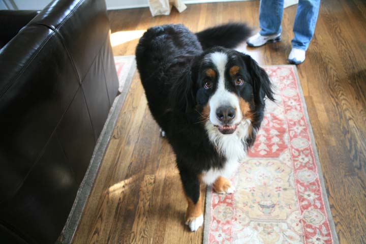 Dog